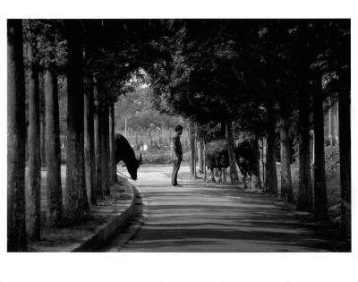 [Man with cows on a tree-lined street], China