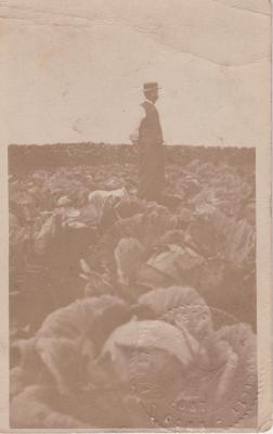 George V. Shedd in cabbage patch