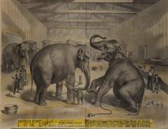 Print: "Interior View of Elephant Building," 1882