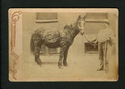 Photograph: C. W. Pearsall and shaggy, curly coated horse, 1880s