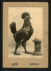Photograph: Ernie Stanton as Rooster