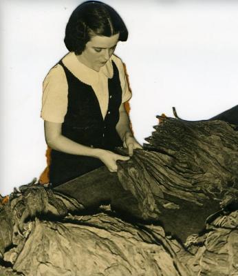 Young Woman Tying Shade Tobacco, 1940s