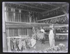 Hanging Shade Tobacco in the Shed