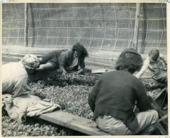 Women Pulling Tobacco Plants from Seed Bed, 1950s