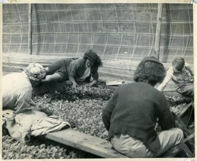 Women Pulling Tobacco Plants from Seed Bed, 1950s