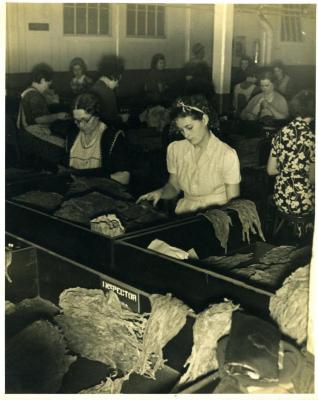 Women Sorting Shade Tobacco, 1940s