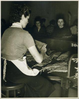 Young Woman Sorting Shade Tobacco, 1940s