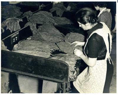 Woman Sorting Shade Tobacco, 1940s