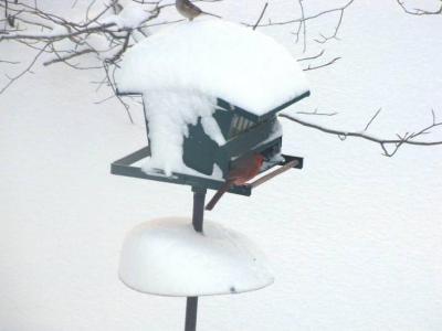 Winter 2011 in Windsor, CT, view #11, Bird feeder and cardinal