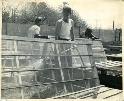 Working on the Seed Beds, 1950s