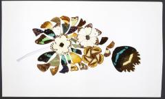 140 Butterfly Wing Collages