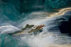 Bliss from the Submerged Series