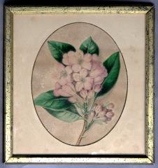Painting - C.M. Badger litho Rhododendron flowers in oval masked frame