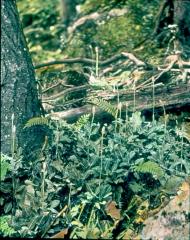 MOW_042_Rattlesnake Plantain Ferns