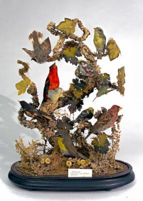 Household - Victorian Bird Diorama