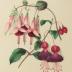 Presentation Copy of Clarissa Munger Badger's "Floral Belles"