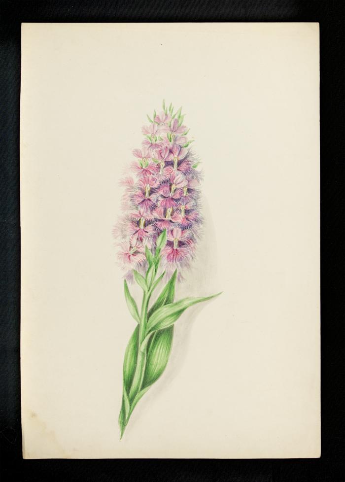 lavender flower color